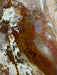 Ibis Jasper Crystal Freeform